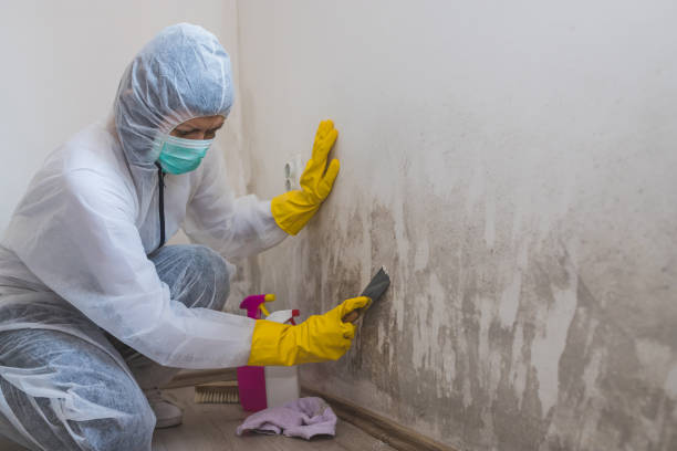 Best Bathroom Mold Remediation in Shirley, NY