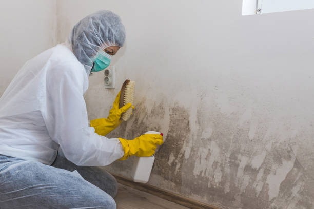 Trusted Shirley, NY Mold Remediation Experts