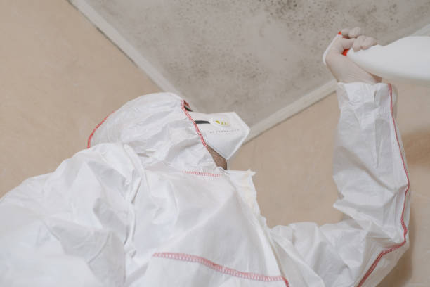 Best Insurance-Related Mold Remediation in Shirley, NY