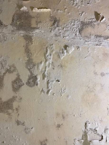 Best Black Mold Remediation in Shirley, NY